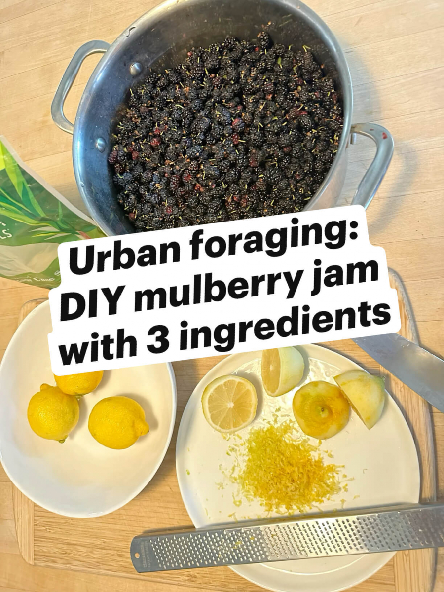 urban foraging recipe for mulberry jam with 3 ingredients